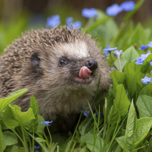 Aricii pot comunica prin sunete pe care oamenii nu le aud