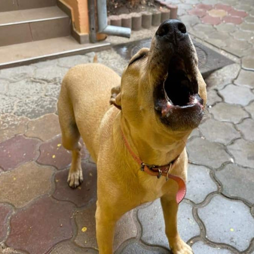 Câinii nu vor mai putea fi legați permanent, propun parlamentarii