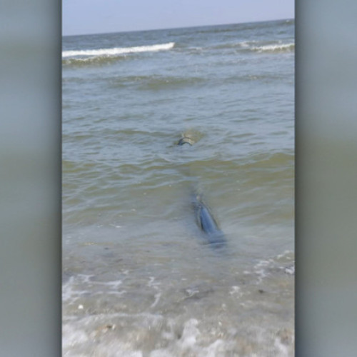 Diana Buzoianu: Nereguli alarmante pe plaja din Năvodari