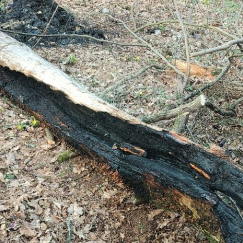 Pompierii din Târgu Mureș intervin pentru stingerea unui copac aprins