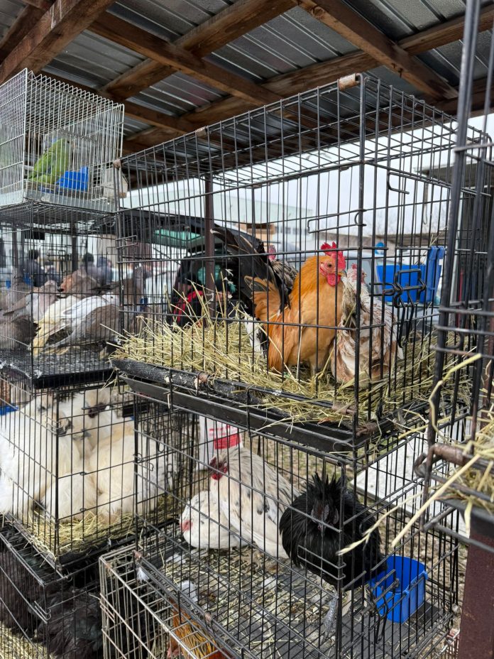 Acțiuni împotriva infracțiunilor legate de protecția animalelor în Ilfov