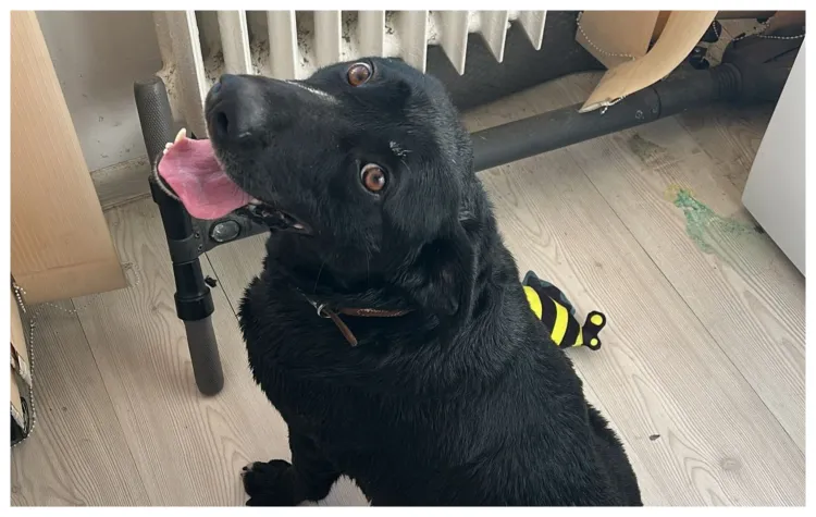 Cățelușă metis Labrador caută urgent o familie în Cluj-Napoca