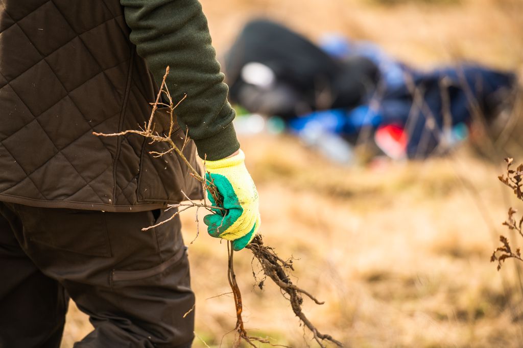 4.000 de puieți vor fi plantați pentru o comunitate mai verde