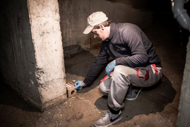 Baia Mare demarează o nouă campanie de deratizare în martie 2026