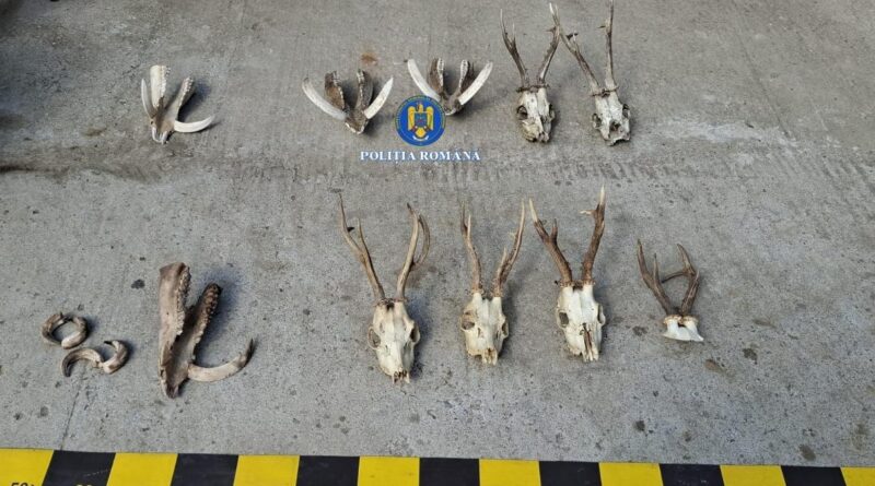Poliția din Hunedoara descoperă un arsenal impresionant în Lăpugiu de Jos