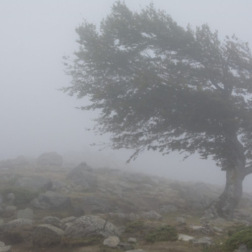 Atenționare cod galben de vânt puternic pentru trei județe