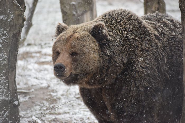Senatul adoptă cota de intervenție pentru urșii bruni în 2026
