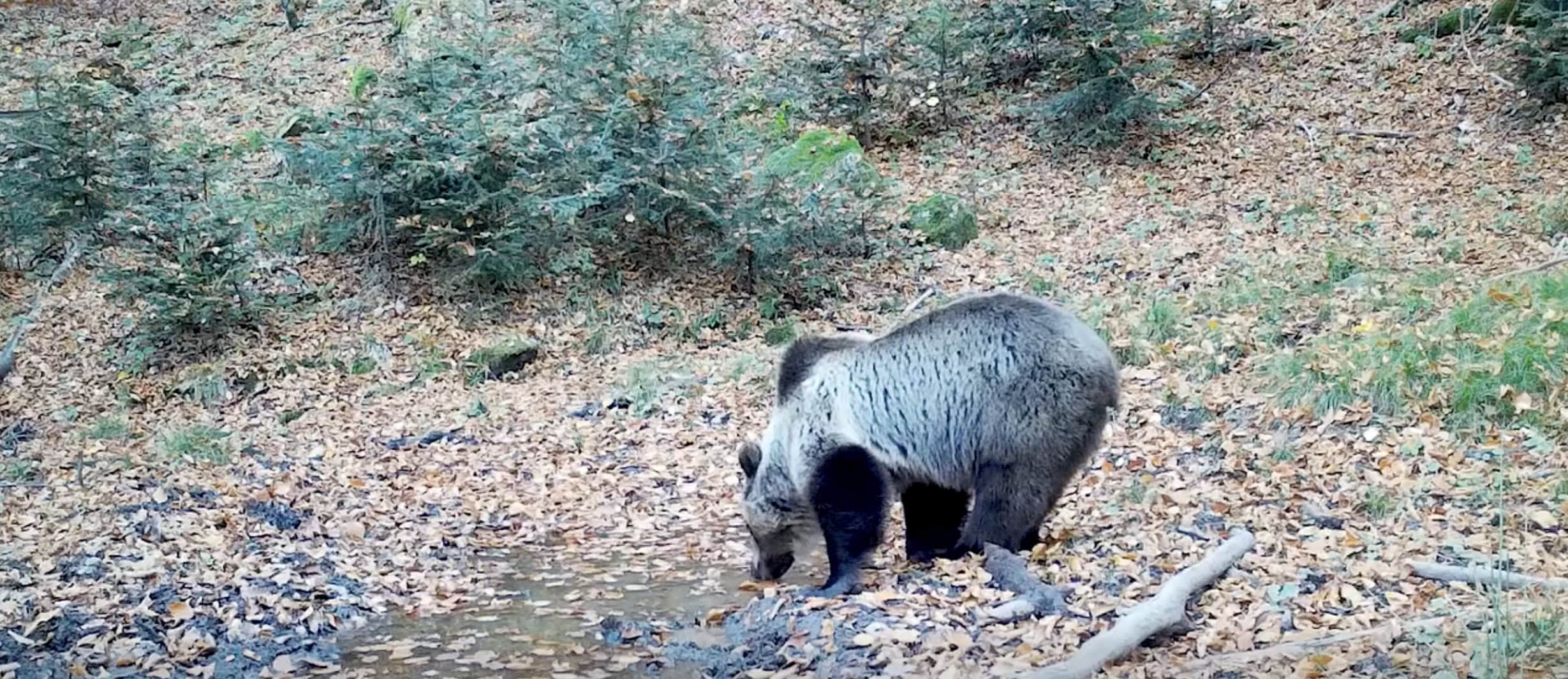 Senatul aprobă cota de intervenție pentru urșii brun din România în 2026