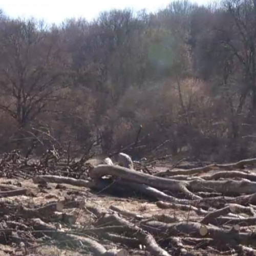 Dosar penal pentru Romsilva după tăieri ilegale în pădurea Hoia