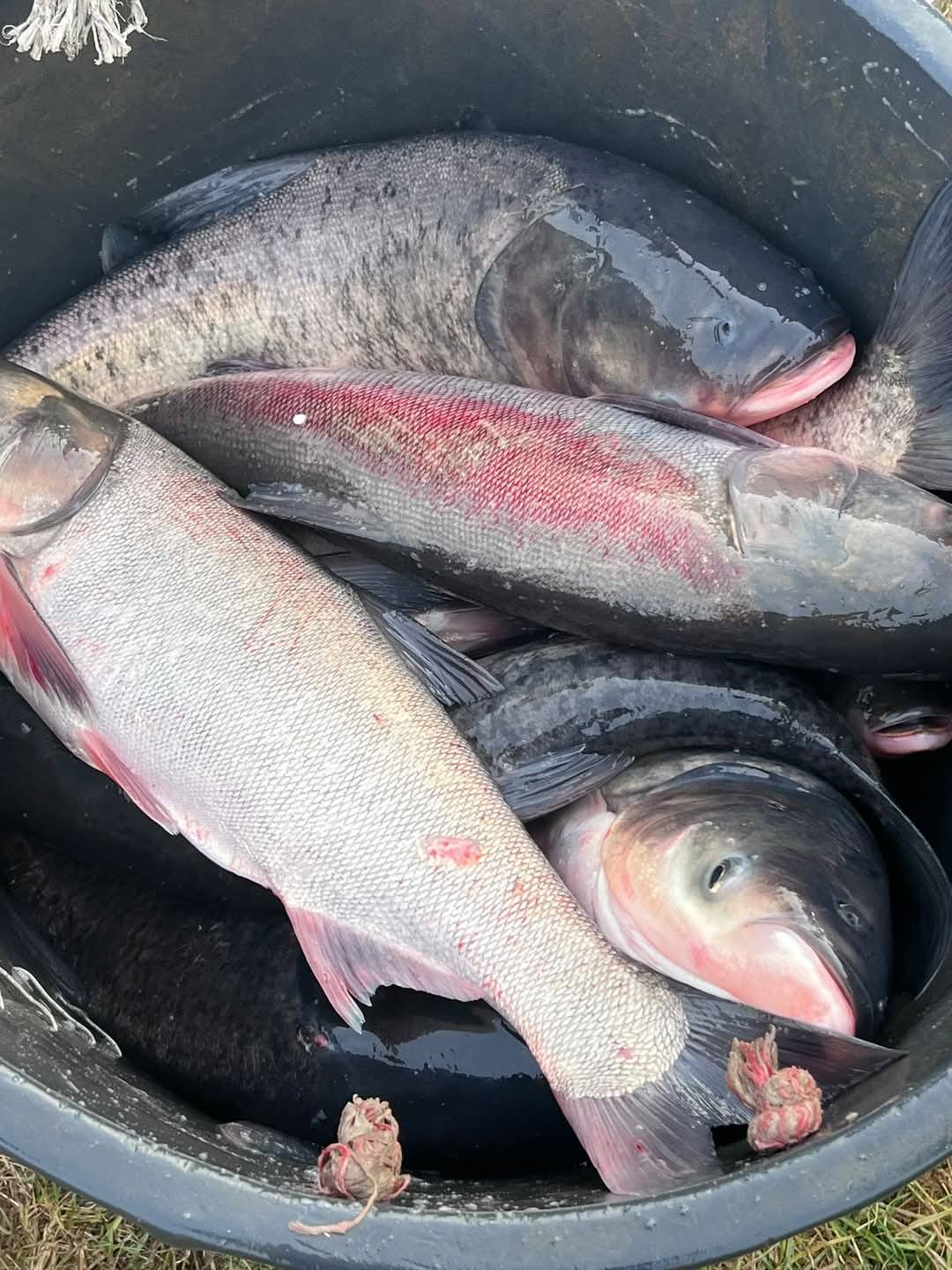 Se apropie Buna Vestire: pește proaspăt la Bălța „La Cireși”