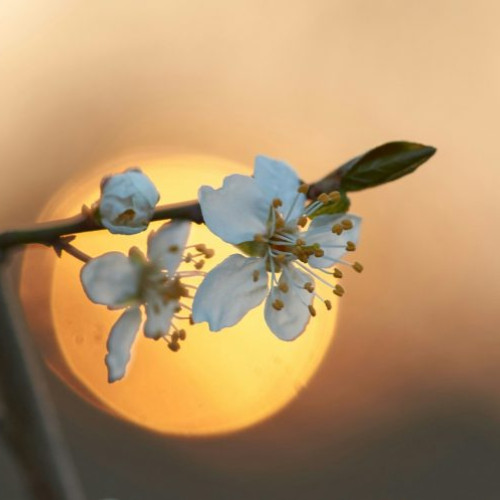 Echinocțiul de primăvară 2026 aduce un nou început