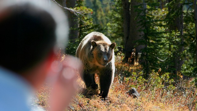 Creștere alarmantă a pagubelor cauzate de urși și lupi în Brașov