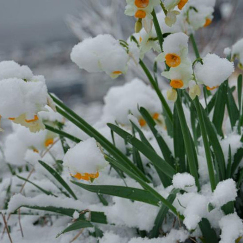 Noul episod de iarnă lovește România, afectând Oltenia în mod special