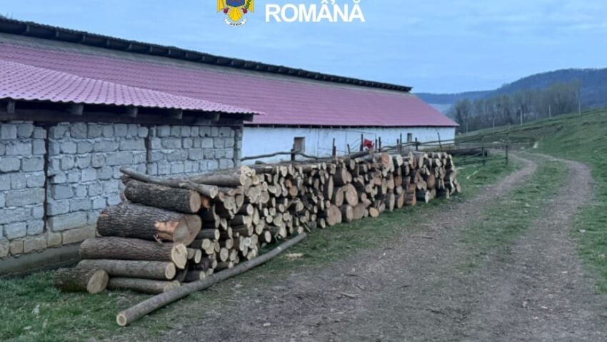 Acțiune a poliției în domeniul silvic: 18 persoane audiate