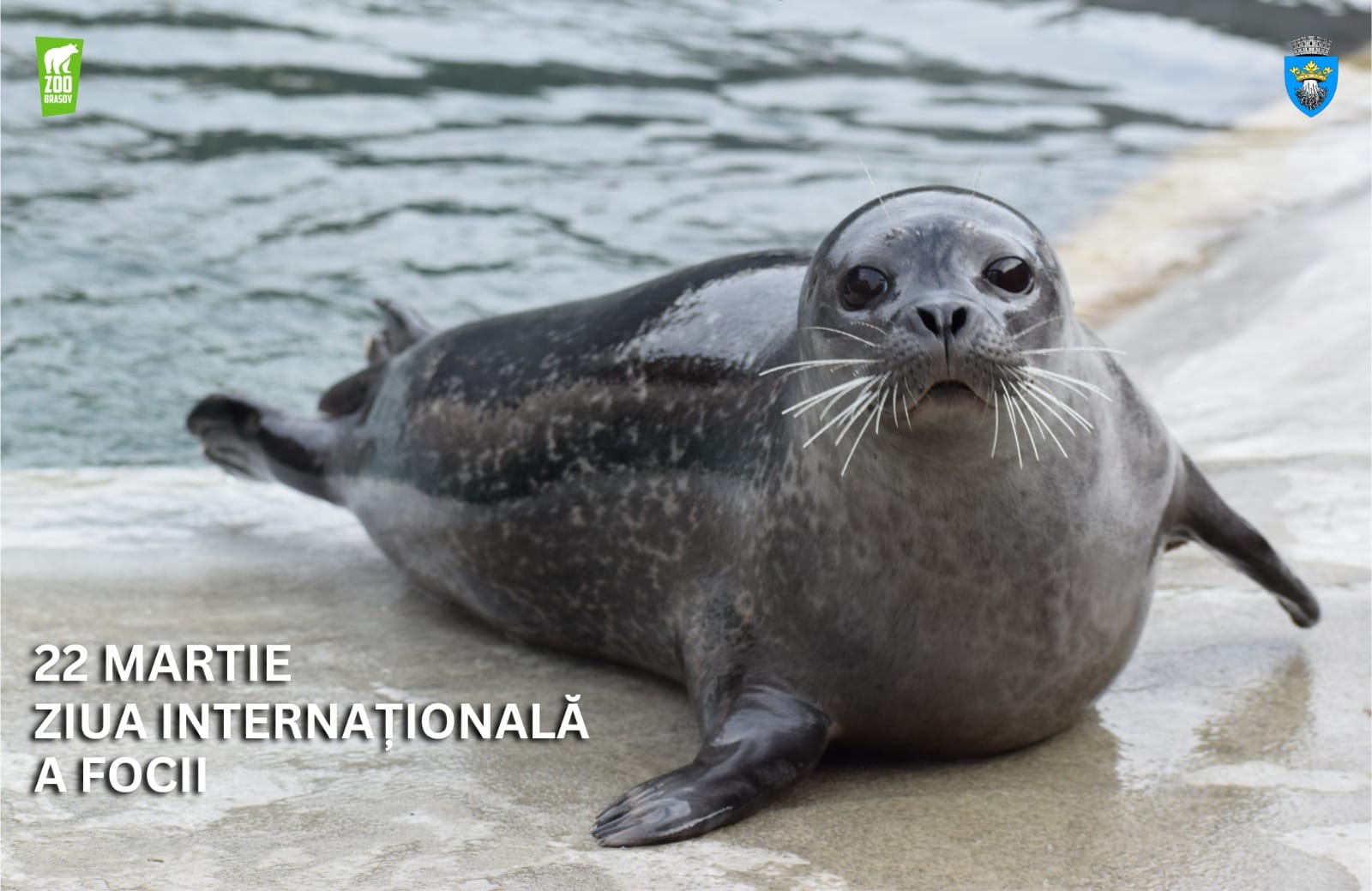 Grădina Zoologică Brașov organizează o zi specială pentru focile Elmo și Soa