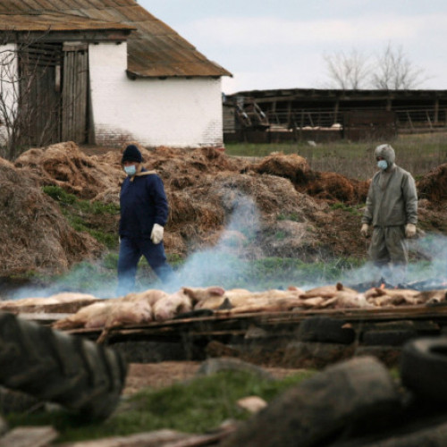Proteste în Rusia împotriva sacrificării animalelor de fermieri
