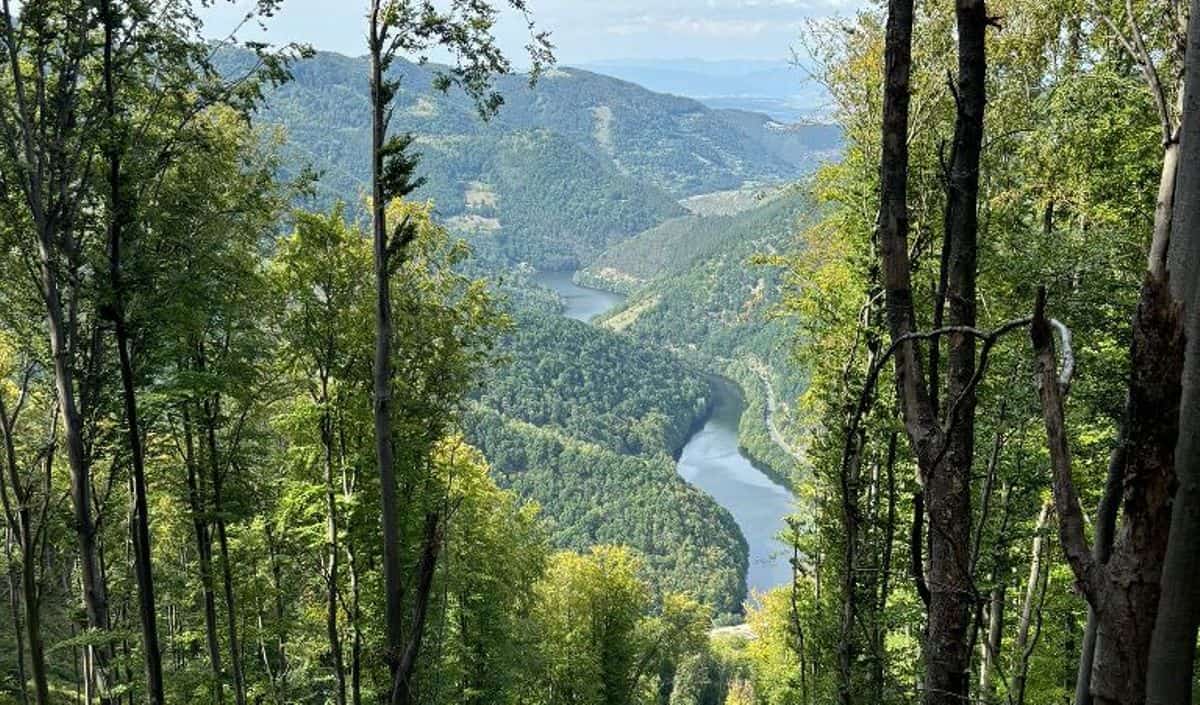 Ziua internațională a pădurilor 2026: Importanța economică și ecologică a pădurilor