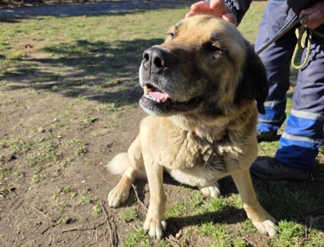 Un câine uriaș și slab descoperit în Parcul Tractorul din Brașov
