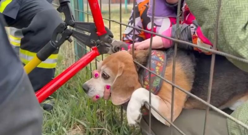 Cățel din Brașov salvat de pompieri după o aventură riscantă