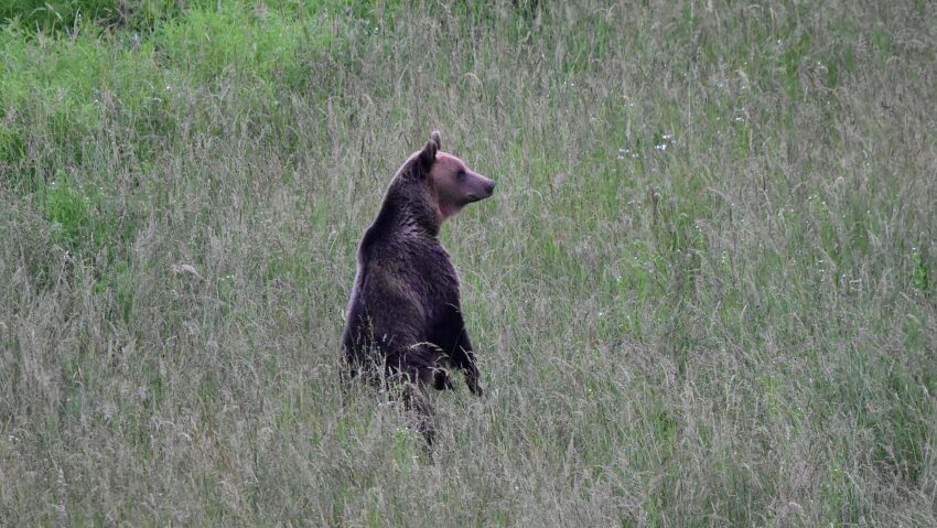 Atac în pădurea dintre Măgherani și Ghindari, un bărbat grav rănit
