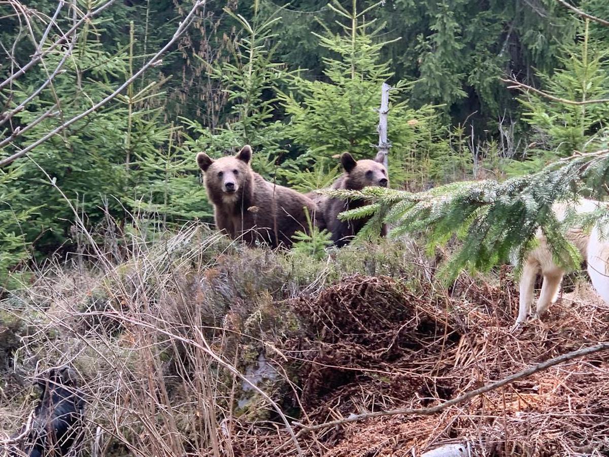 Bărbat rănit grav de un urs în județul Mureș