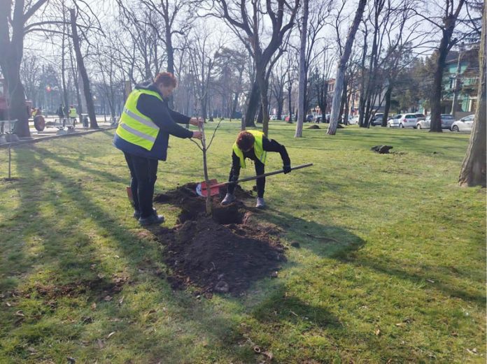 SGU Ploiești a plantat aproape 2.800 de arbori în oraș