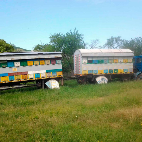 Parlamentarii UDMR propun ajutor de stat pentru apicultori