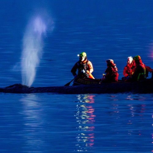 Balenă eșuată în Golful Lubeck, autoritățile intervin pentru salvare