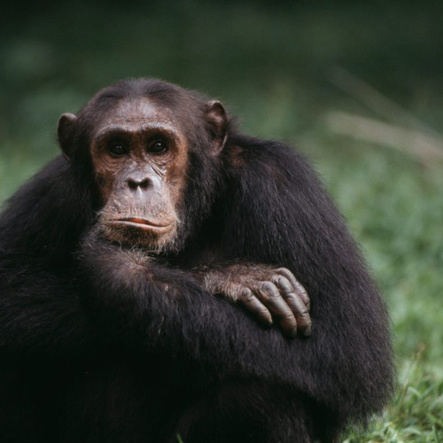 Parazitul care controlează mintea și atrage cimpanzeii către prădătorii lor naturali