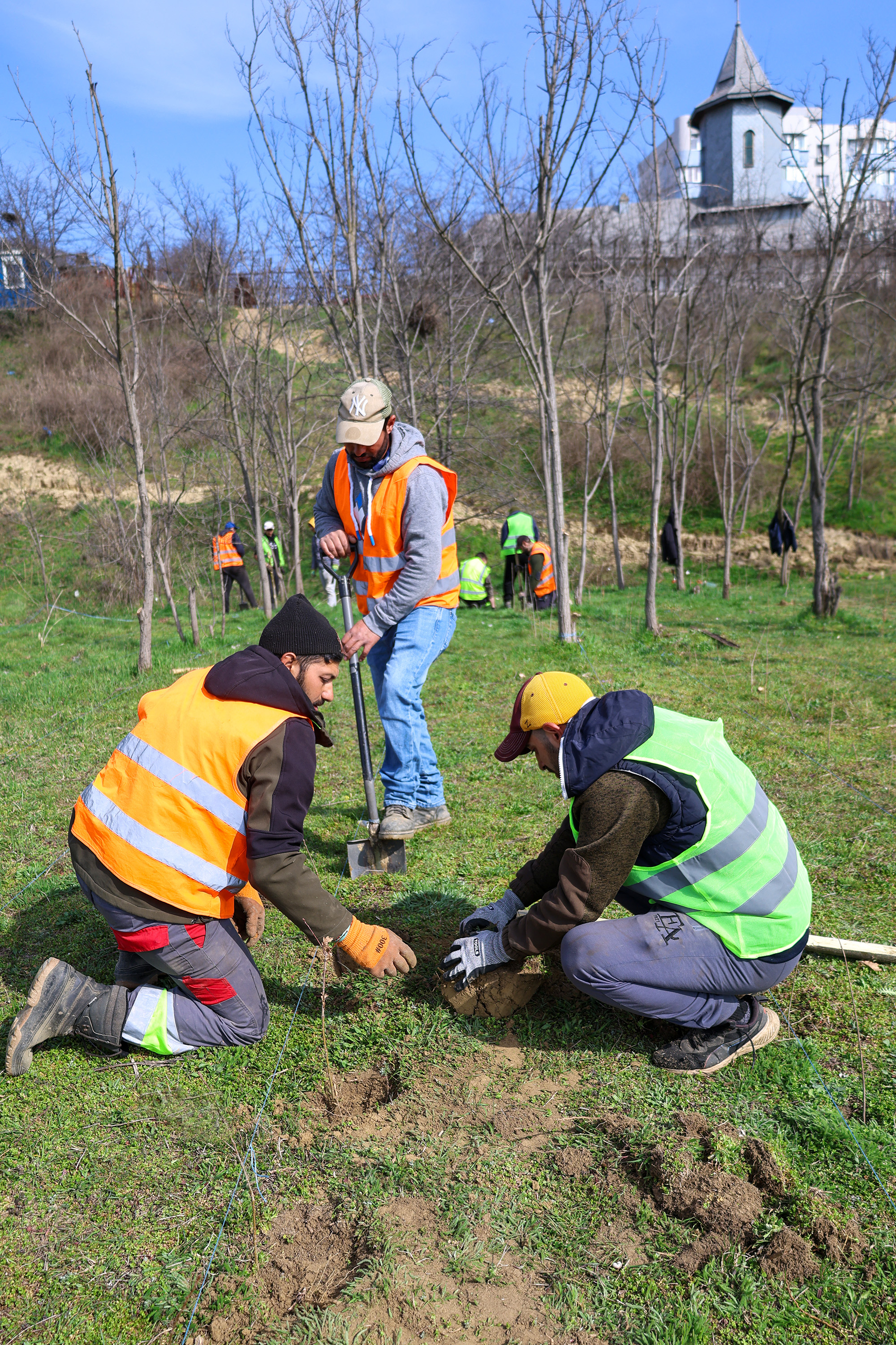 Galați: Aproape 196.000 de puieți plantați în păduri urbane