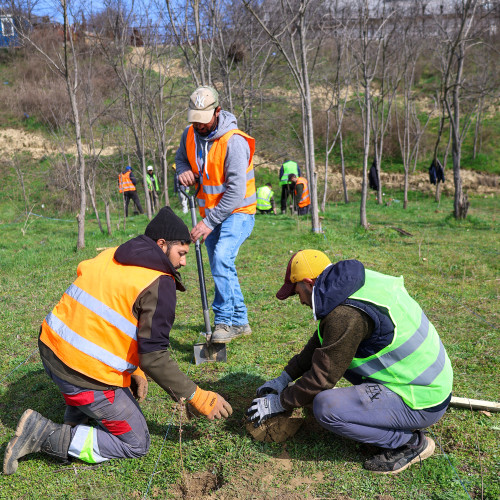 Galați: Aproape 196.000 de puieți plantați în păduri urbane