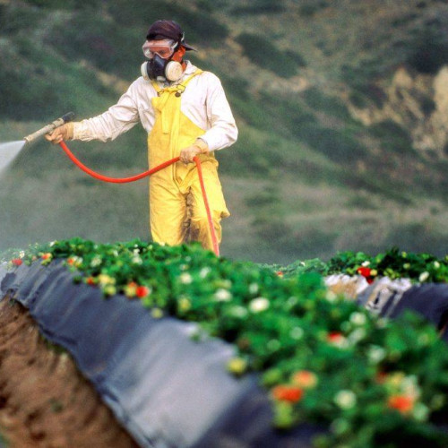 Situatie alarmanta privind utilizarea pesticidelor in bazinele legumicole din sudul Romaniei