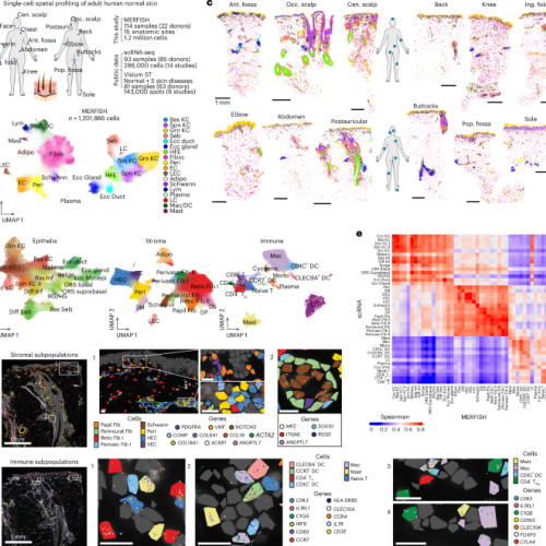Analiza transcriptomică spațială la nivel de celulă unică a anatomiei pielii umane