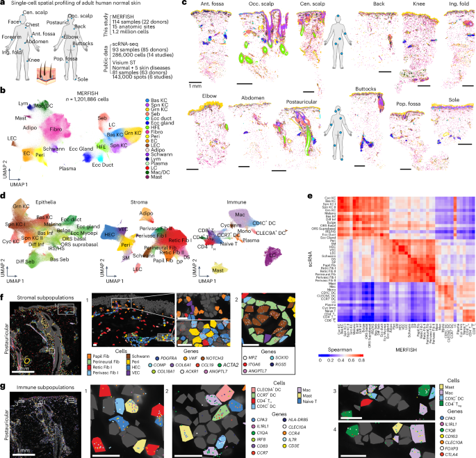 Analiza transcriptomică spațială la nivel de celulă unică a anatomiei pielii umane
