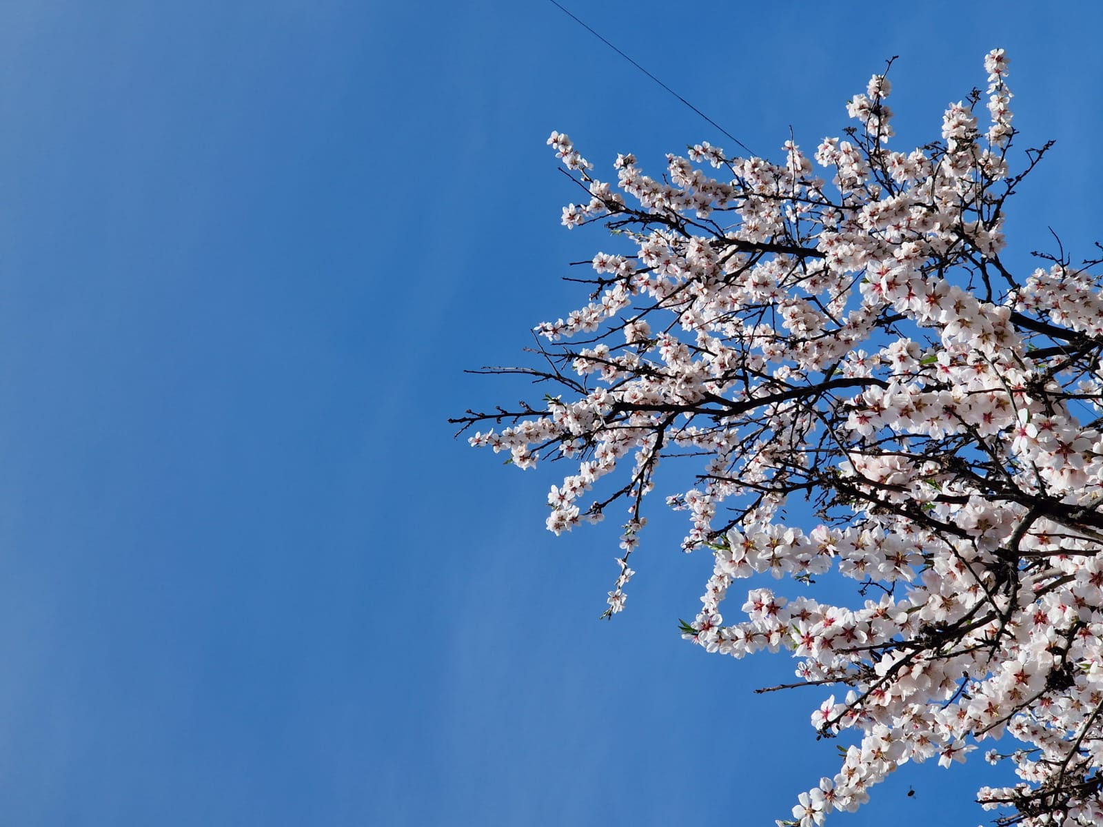 Cireşii înfloriţi anunţă sosirea primăverii, dar îngheţul e o ameninţare