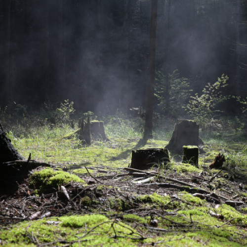 Doggerland: Paradisul dispărut sub Marea Nordului redefinește istoria ecologică