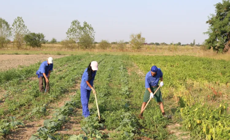 Fermierii din Jucu pot obține fonduri suplimentare pentru certificarea ecologică