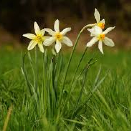 Vreme capricioasă în weekend: vânt puternic, ploi și ninsori