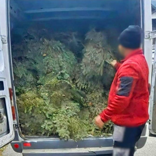 Polițiștii din Moroeni surprind un bărbat cu cetină de brad nelegală