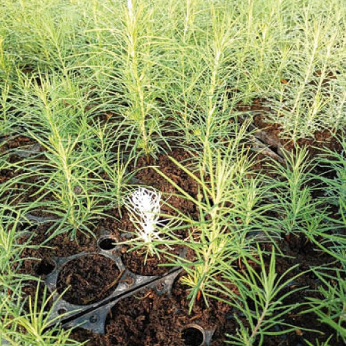 Puieți produși în pepiniera Ocolului Silvic Sinaia – plantați de către elevi bucureșteni