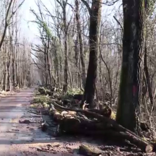 Pădurile din jurul marilor orașe continuă să fie atacate de tăieri ilegale