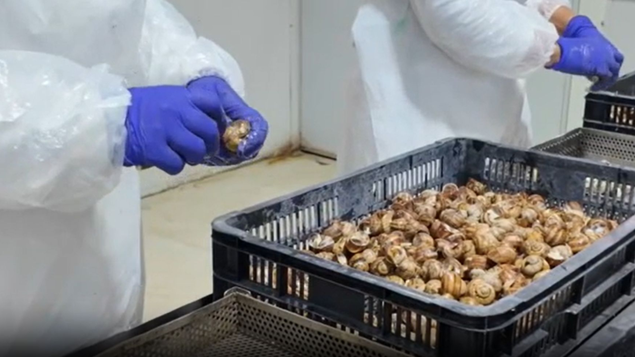 O familie din Brașov reușește să transforme afacerea cu melci într-un succes internațional