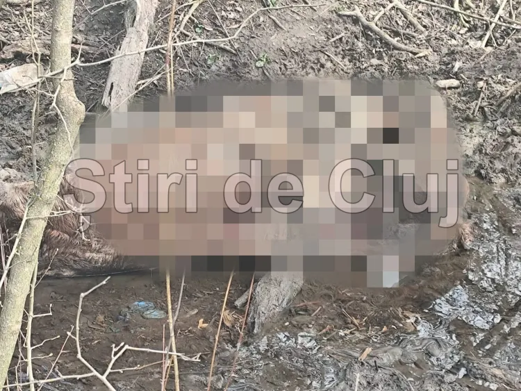 Descoperire șocantă în Florești: cadavru de cal abandonat pe teren agricol
