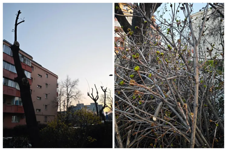 Dezbateri aprinse în Cluj-Napoca din cauza toaletării copacilor