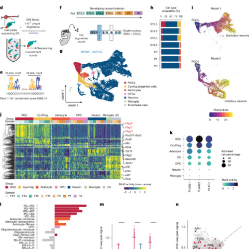 Clone dominante valorifică stările epigenomice de dezvoltare pentru a conduce ependimomul
