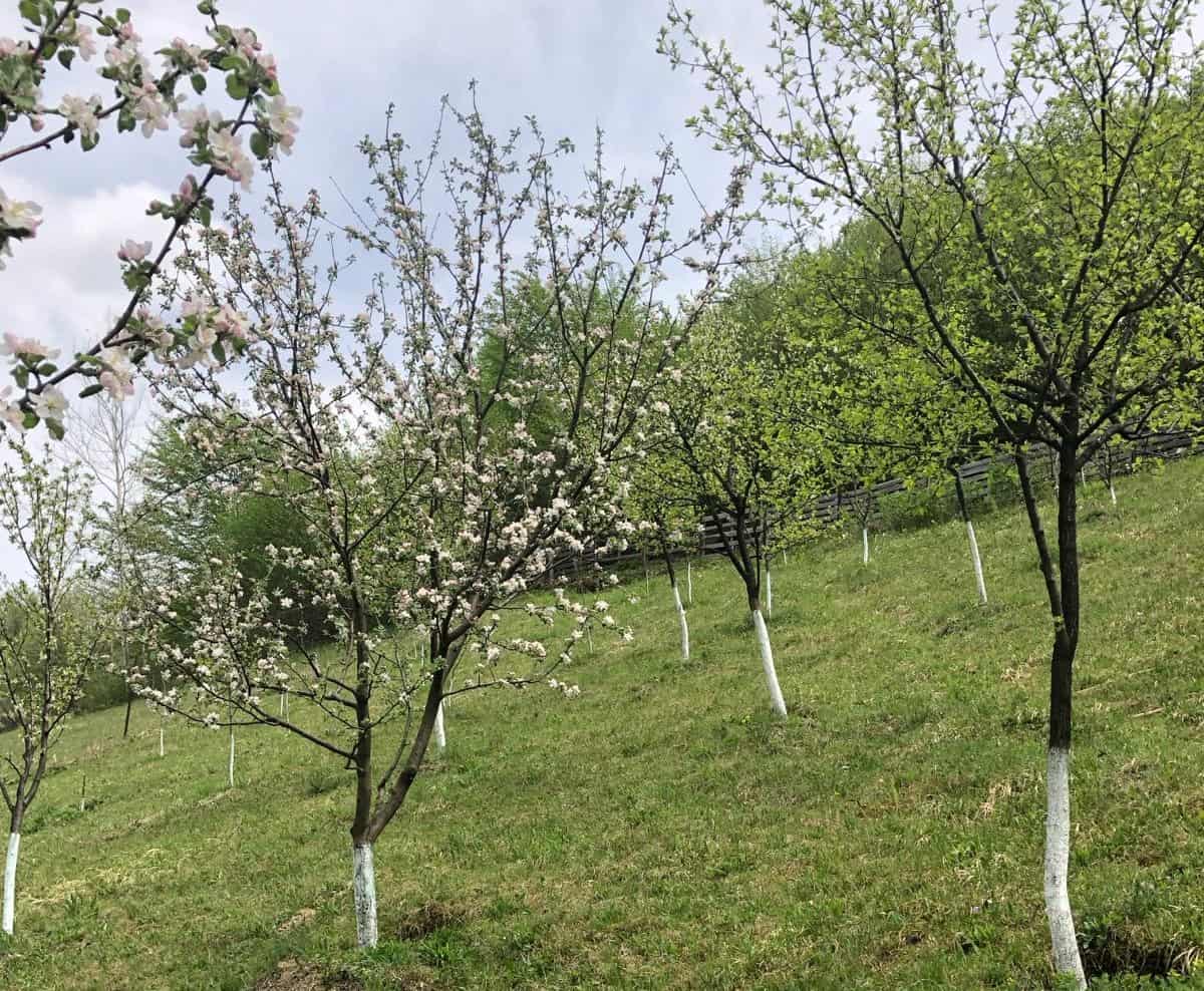 Martie, lună crucială pentru îngrijirea pomilor fructiferi