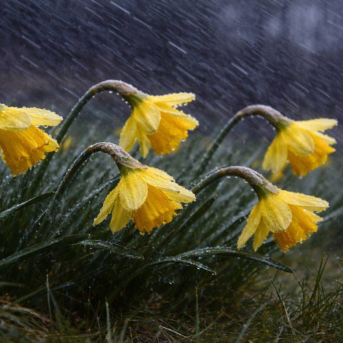 Avertizări meteorologice în județul Dâmbovița pentru următoarele zile