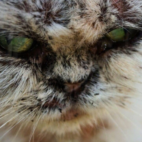 Un fungus carnivor se răspândește de la pisici la oameni, detectat în Uruguay