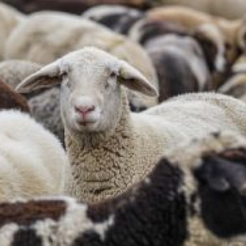 Doi bărbați reținuți pentru fraudă cu bancnote euro false