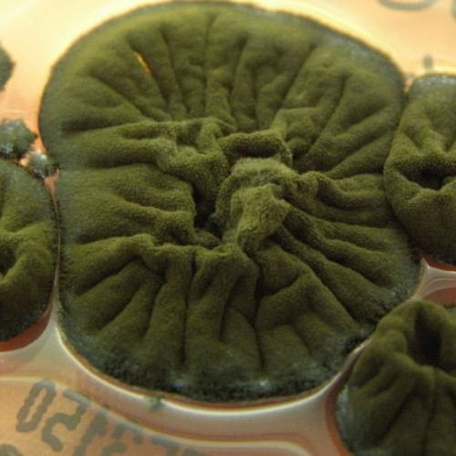 Ciuperca de la Cernobîl a evoluat o abilitate incredibilă